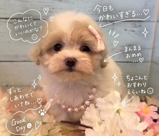 MIX❤️マルプーちゃん❤️