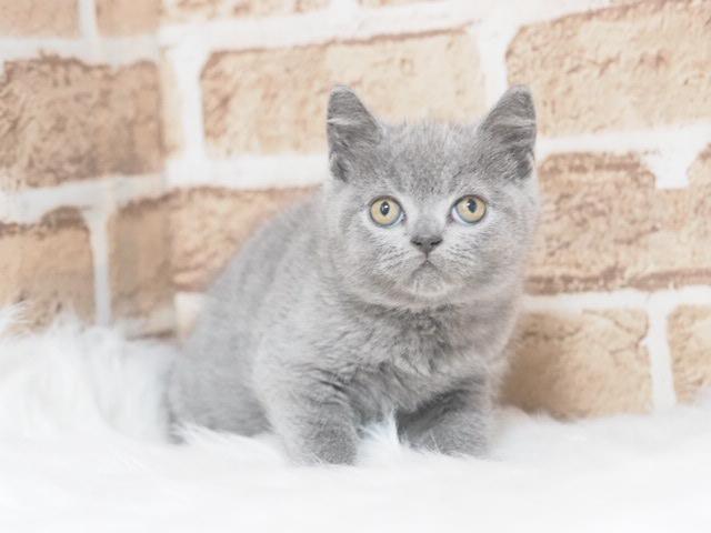 ブリティッシュショートヘア