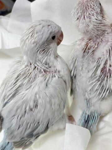 オキナインコ ブルーパリドオパーリン