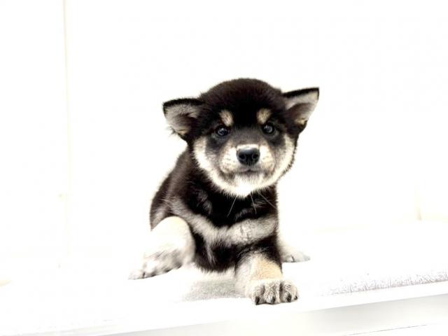 豆柴犬 390の写真2