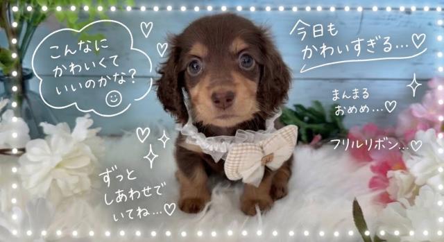 ミニチュアダックスフンド