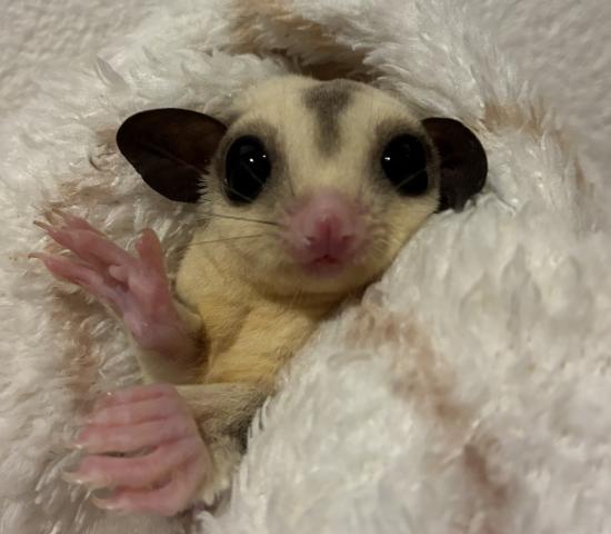 フクロモモンガ プラチナモザイク