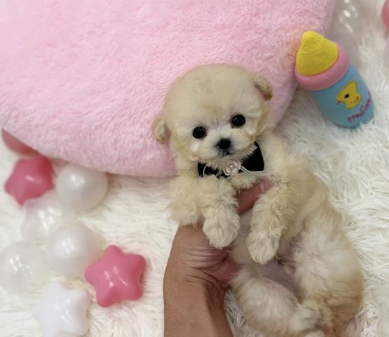 トイプードル🫧ティーカッププードル🫧