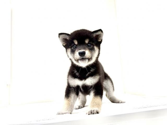 豆柴犬 390の写真5