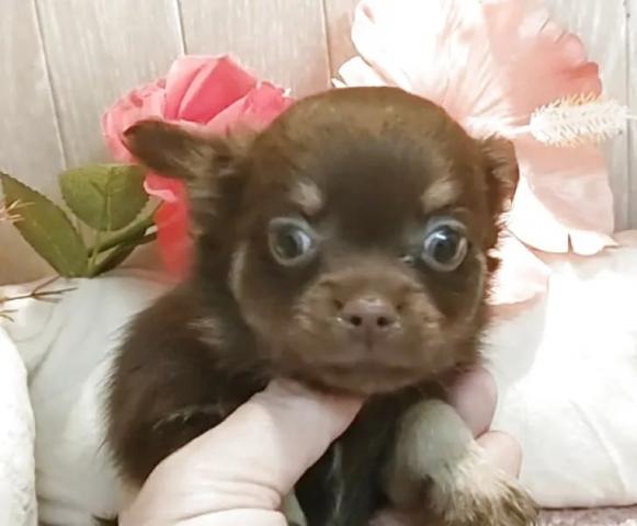 チワワ(ロング)の写真4