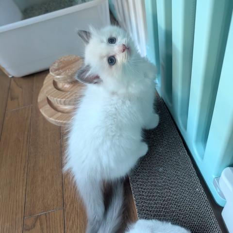 ラグドールの写真3