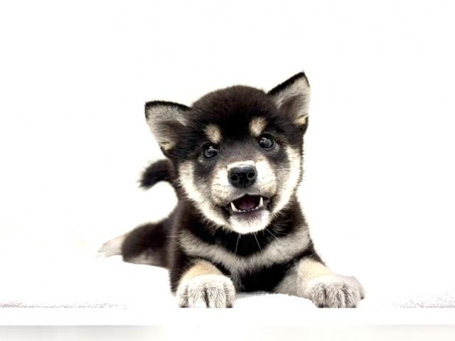 豆柴犬 390の写真3