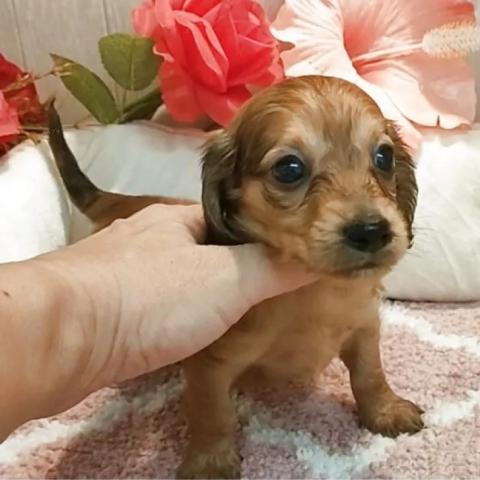 ミニチュアダックスフンド(ロング)