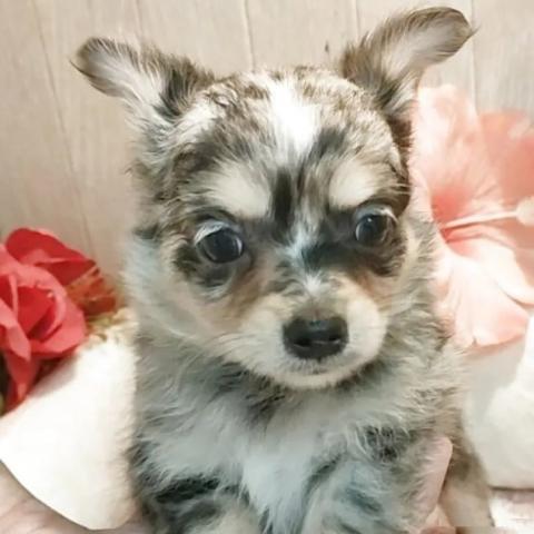 チワワ(ロング)