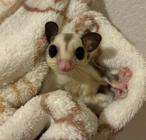 フクロモモンガ プラチナ