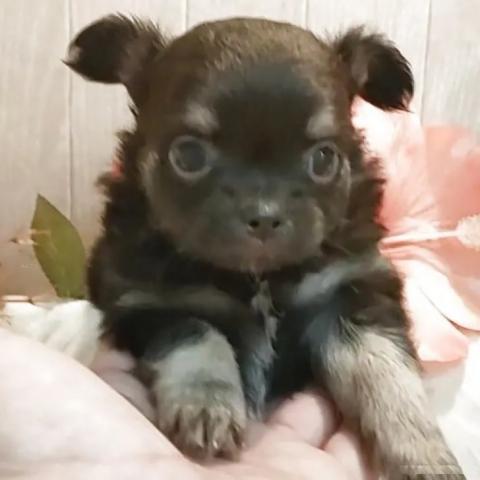 チワワ(ロング)