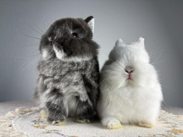 LORIS RABBITRY