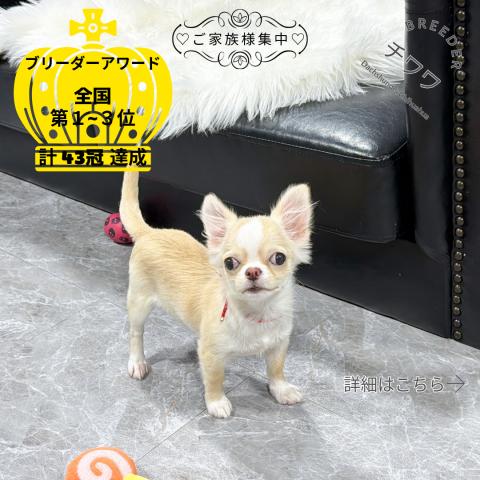 チワワ　ロング