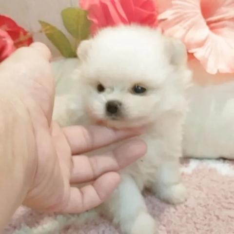 ポメラニアン