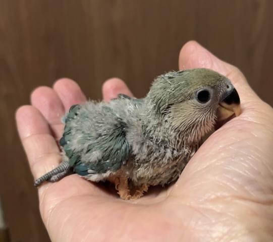 コザクラインコ　シーグリーン