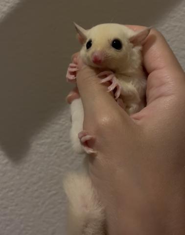 リューシ