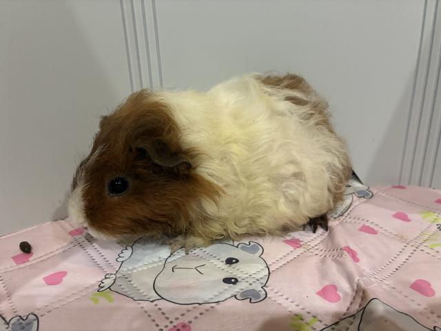 テディ✖︎アルパカ