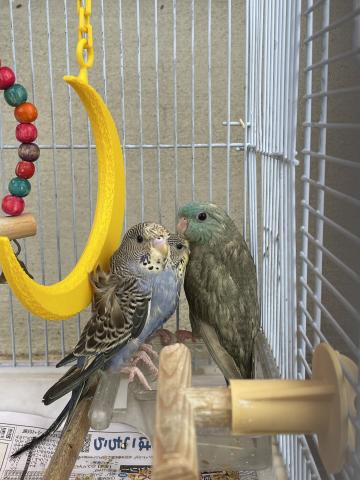 手乗り羽衣セキセイインコ