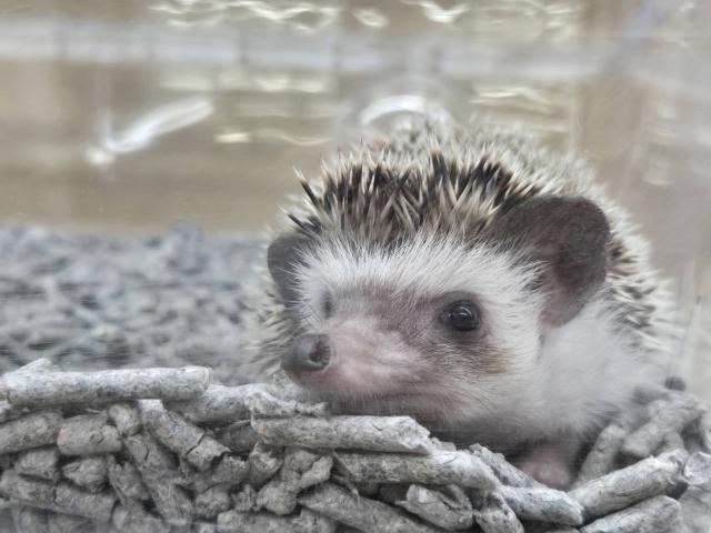 ハリネズミの写真2