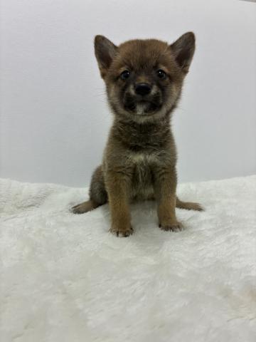 柴犬