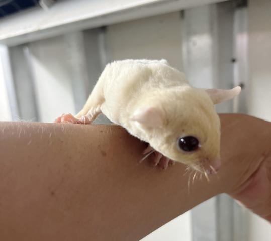 ルビープラチナ