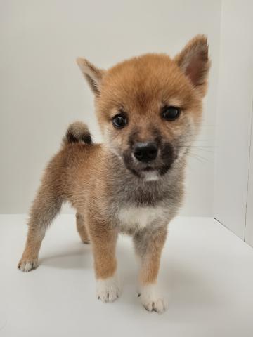 柴犬