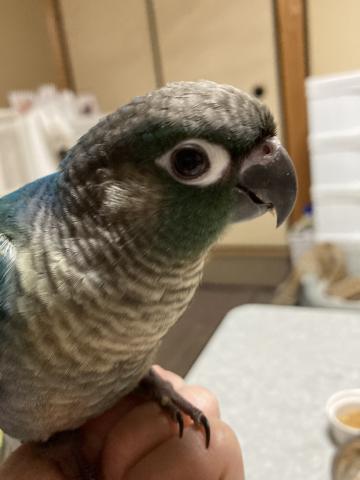 ウロコインコ