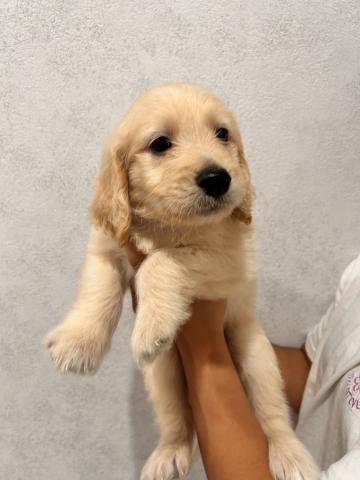 ゴールデンドゥードル