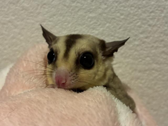 ホワイトフェイスhetリューシ