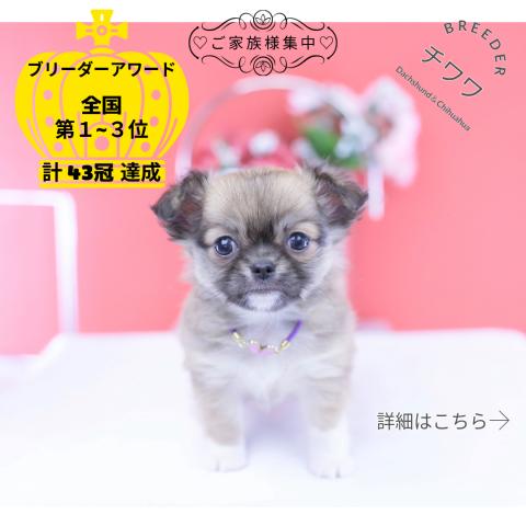 チワワ ロング