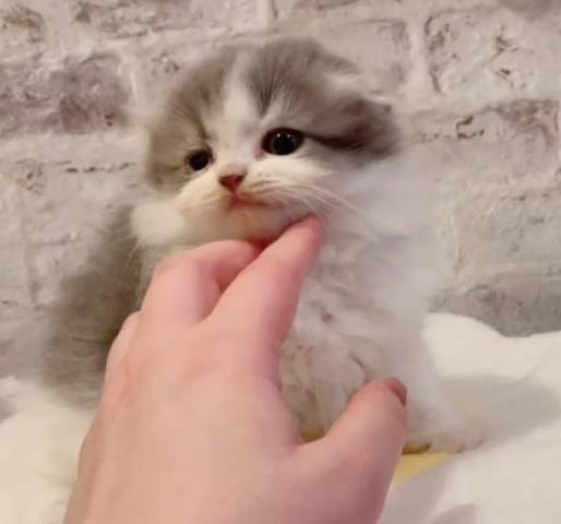 スコティッシュフォールド