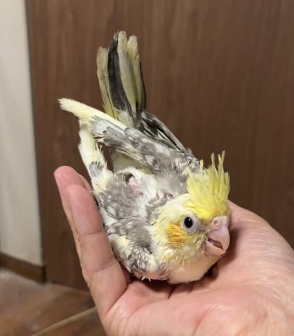 オカメインコ　イエローフェイスパイド