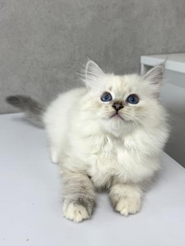 サイベリアンの写真3