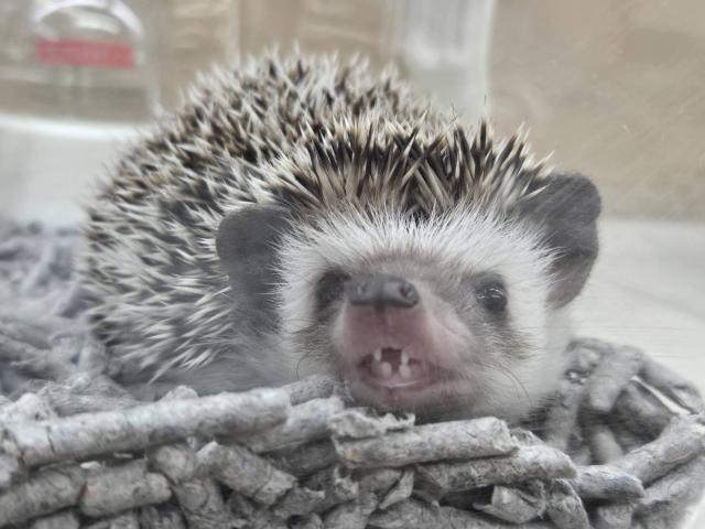 ハリネズミの写真3