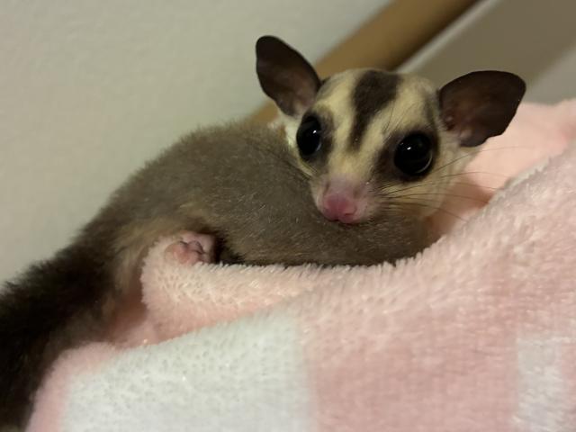 ホワイトフェイスhetリューシ