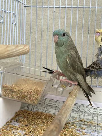 手のりサザナミインコ