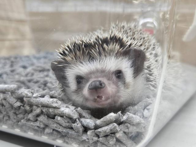 ハリネズミ