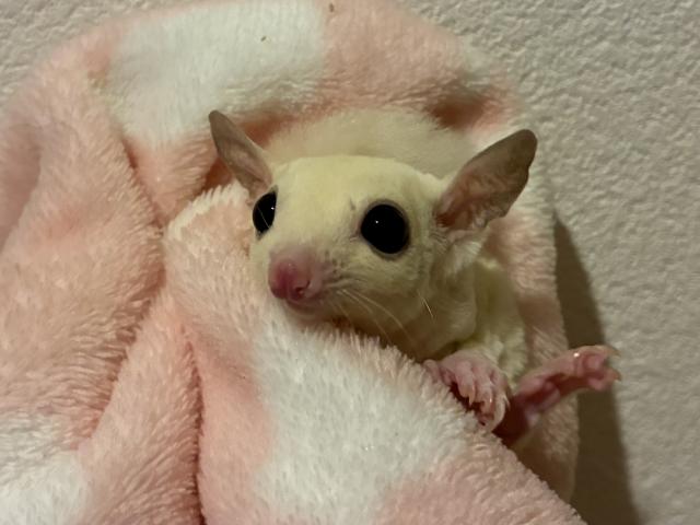 リューシ
