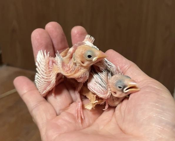白文鳥