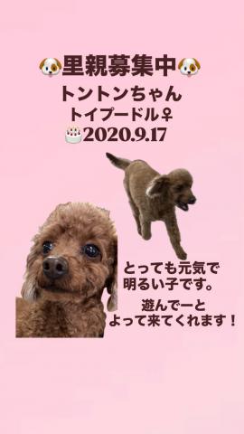 トイプードル
