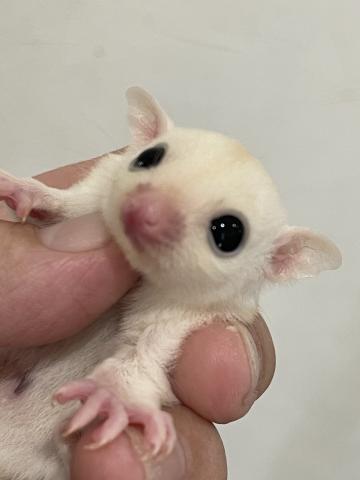リューシ