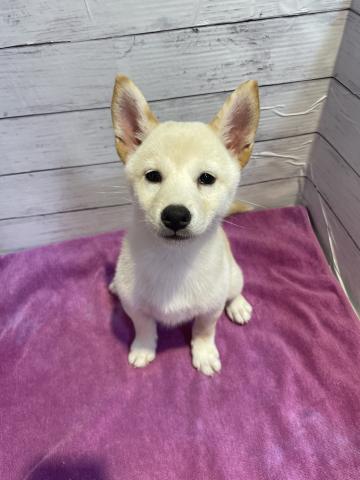 柴犬