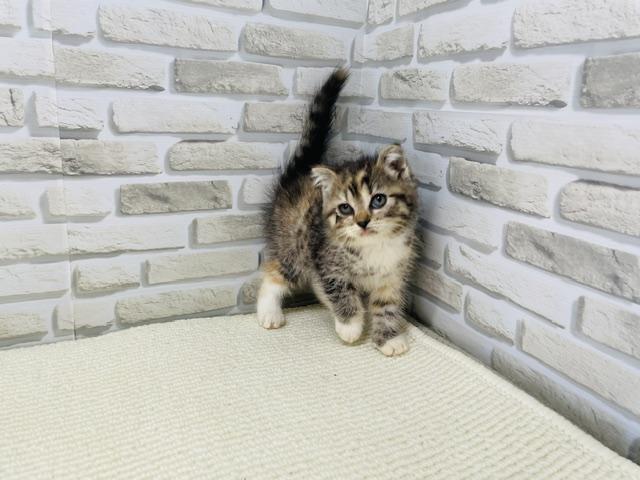 スコティッシュフォールド