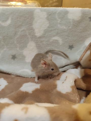 デグー【ライラック】