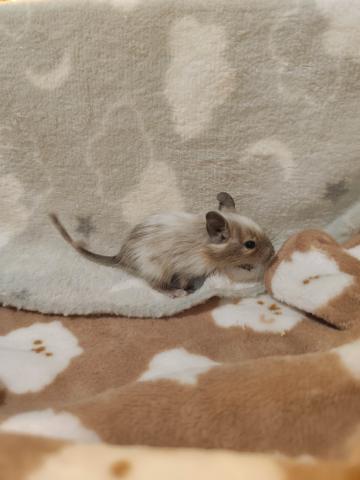 デグー【パイド】