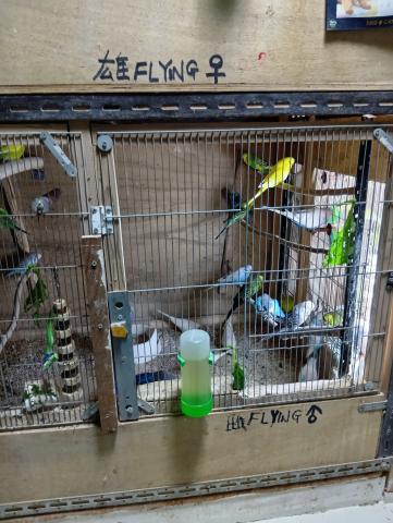 ジャンボセキセイ1歳前後の雄鳥３歳まで居ますの写真2
