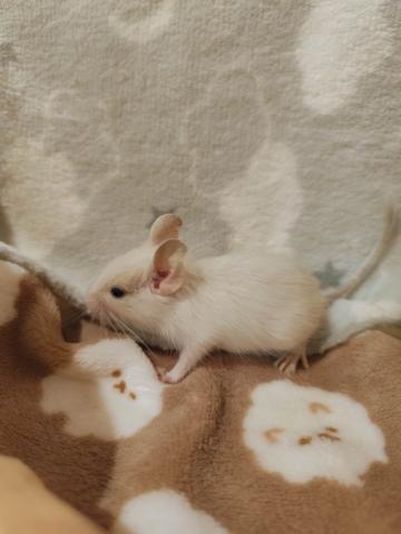デグー【サンドパイド】