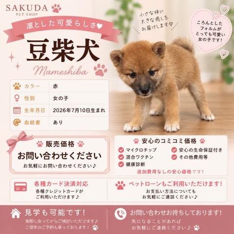 柴犬豆柴犬