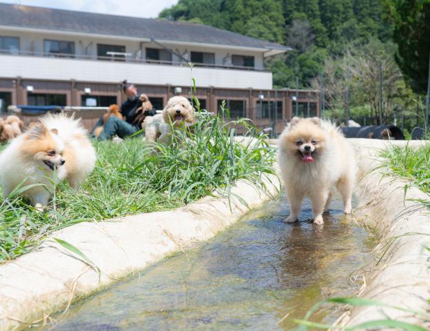 タンポポファーム（三枝 里有ブリーダー）＠千葉県市原市