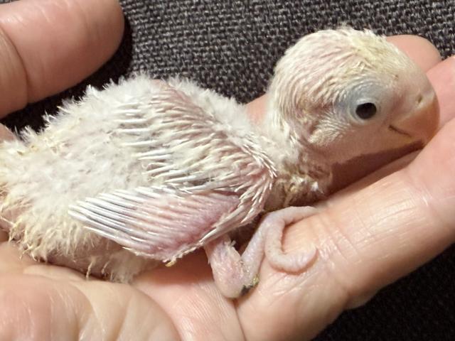 コザクラインコ
